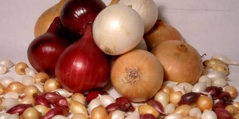 Gdje pohraniti luk pre sadnje u proljeće